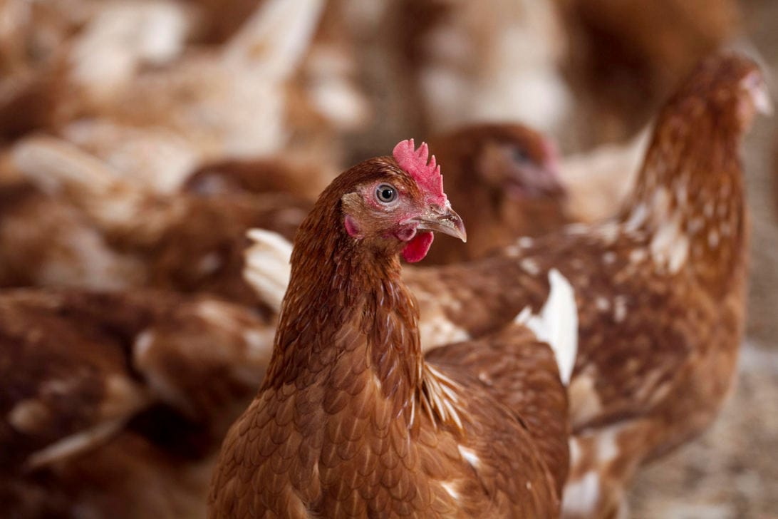gallina 1