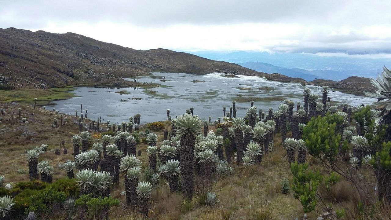 La iniciativa que será cofinanciada por el gobierno nacional comprende una completa estrategia de restauración para la conservación y uso sostenible de bosques. Foto: Gobernación de Boyacá.