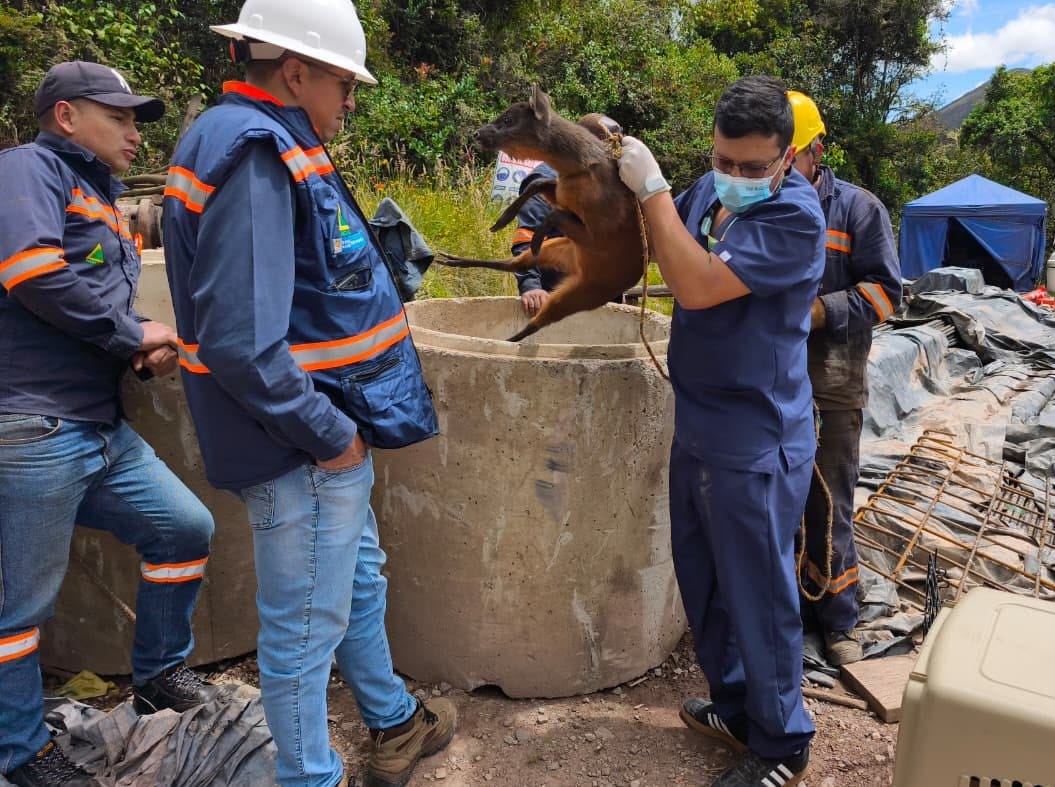 Rescate venado en duitama 1