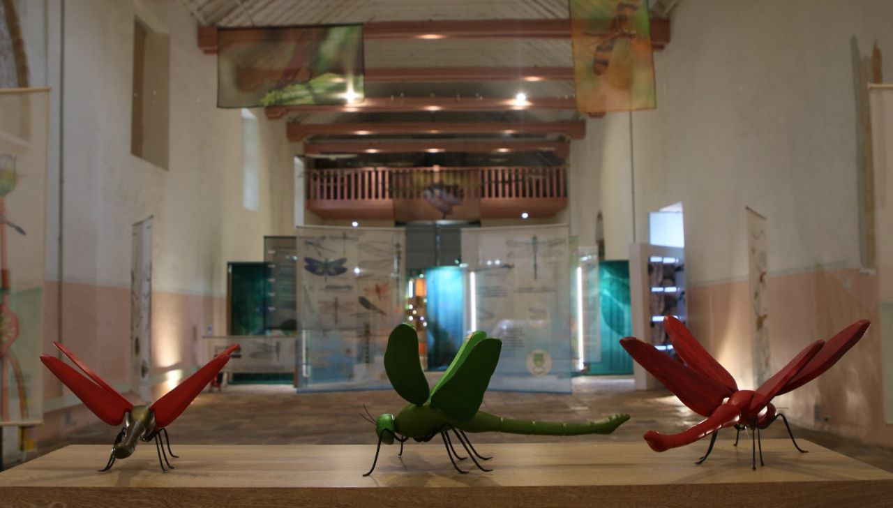 Es una experiencia visual y narrativa que invita a descubrir el mundo mágico de las libélulas, insectos que han habitado la Tierra desde hace millones de años y que hoy nos revelan secretos sobre la salud de nuestros ecosistemas.