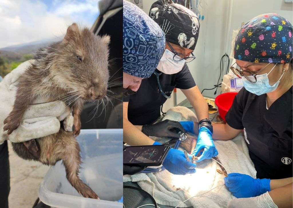 Corpoboyacá atiende animales silvestres afectados por el incendio