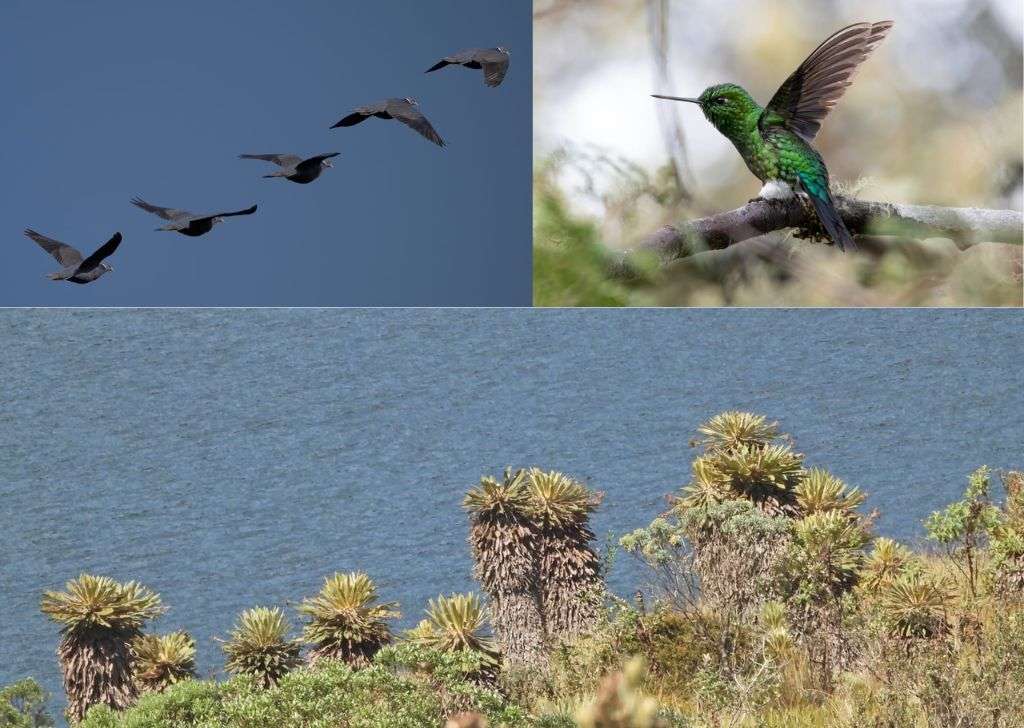 La gestión ambiental de Veolia Tunja: entrega bioindicadores identificados en el embalse Teatinos, los cuales ratifican el buen estado ecológico del páramo que abastece de agua a la capital boyacense 2 Veolia adelantó estudio de bioespecies en Teatinos